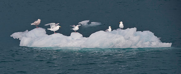 Glaucous Gull 8963
