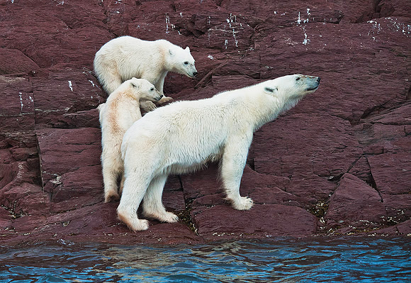 Polar Bear 8906E