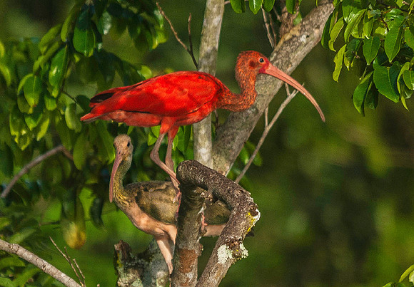 Scarlet Ibis, Orinoco Delta 3055