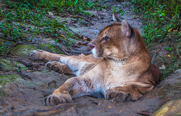 Puma, Orinoco Delta 03524