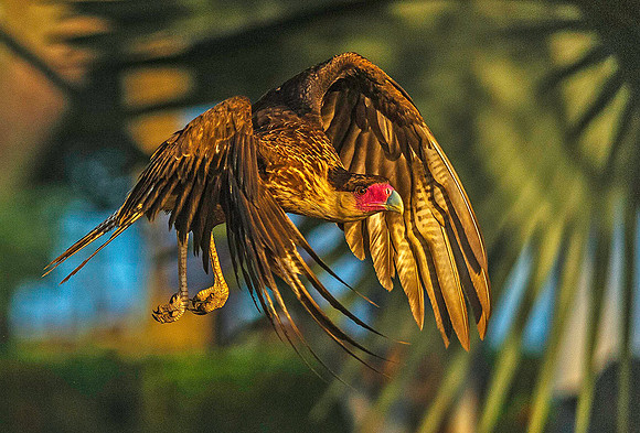 Crested Cara Cara, Los Llanos 3147