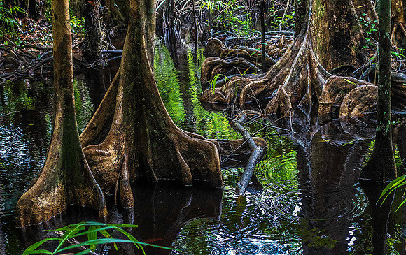 Orinoco Delta Rainforest 03582*