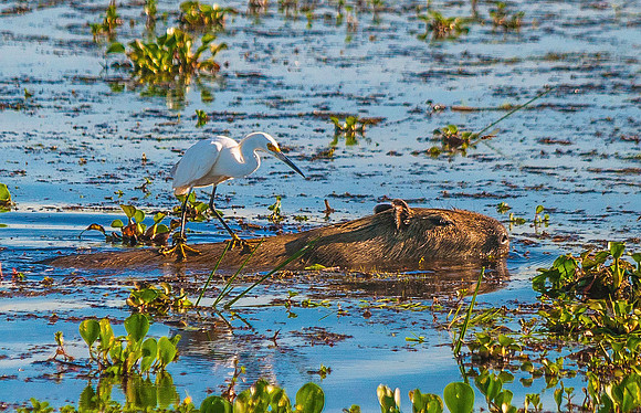 Capybara, Los Llanos 3227
