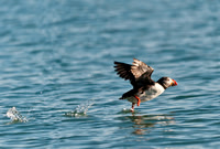 Puffin 0007E