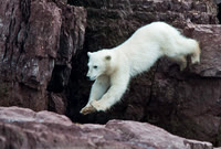 Polar Bear 8843E