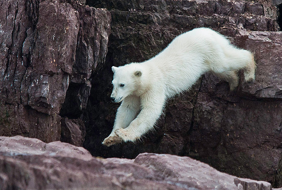 Polar Bear 8843E