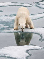 Polar Bear on ice flow 9129E