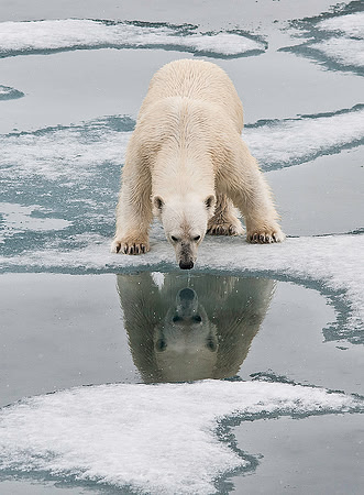 Polar Bear on ice flow 9129E