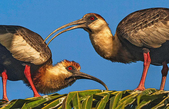 Ibis, Los Llanos 3155