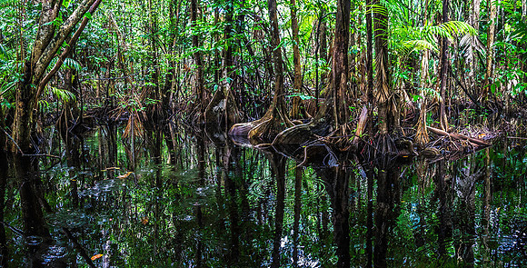 Orinoco Delta Rainforest 03578merge