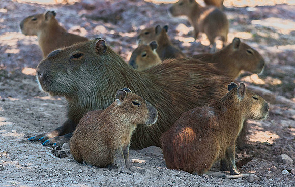 Capybara, Los Llanos 3304