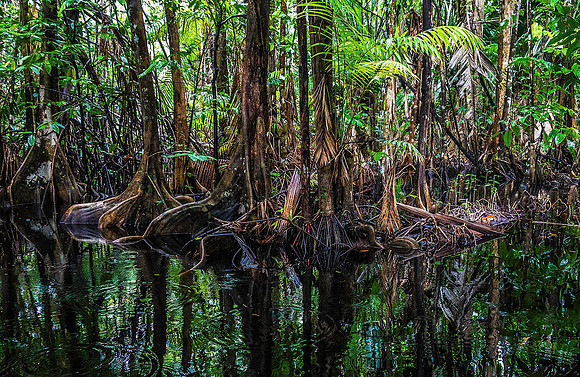 Orinoco Delta Rainforest 03580