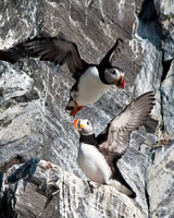 Puffin 004
