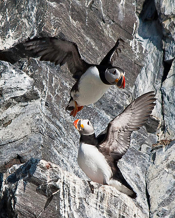 Puffin 004