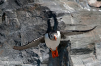 Puffin 9935