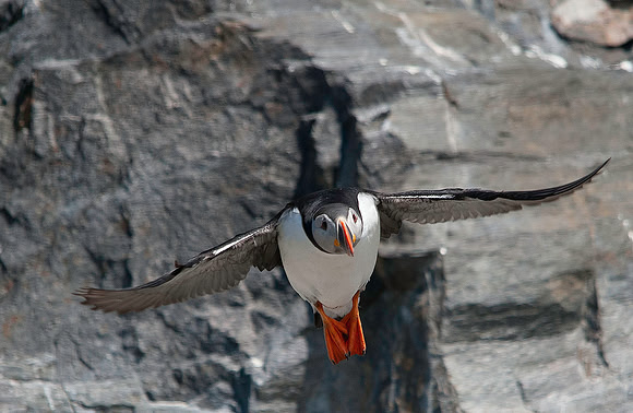 Puffin 9935