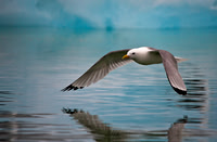 Kittiwake 8728E
