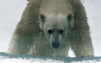PolarBear - "Seal's eye view" 9129E