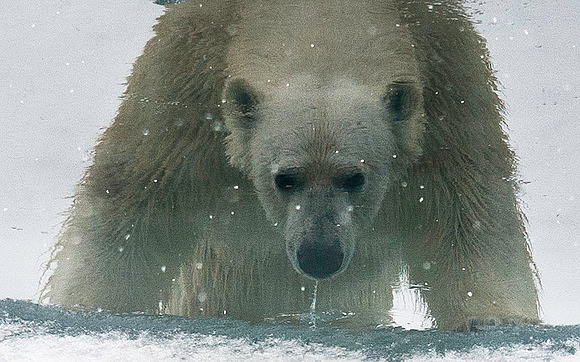 PolarBear - "Seal's eye view" 9129E