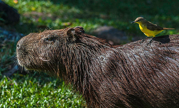 Capybara, Los Llanos 3330