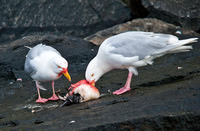 Glaucous Gulls feeding on Thick-billed Murre 9426