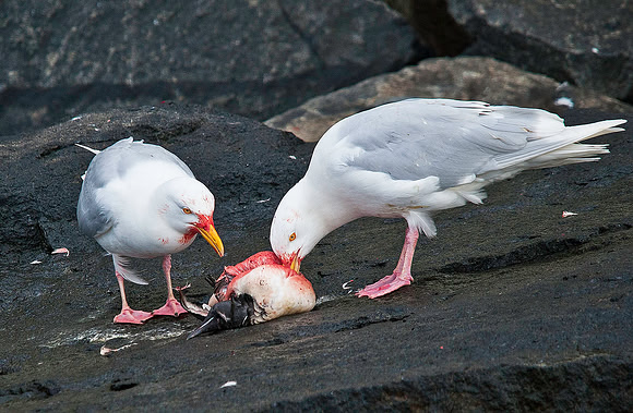 Glaucous Gulls feeding on Thick-billed Murre 9426