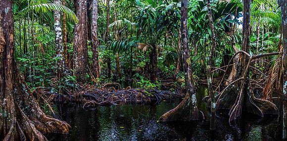 Orinoco Delta Rainforest 03569