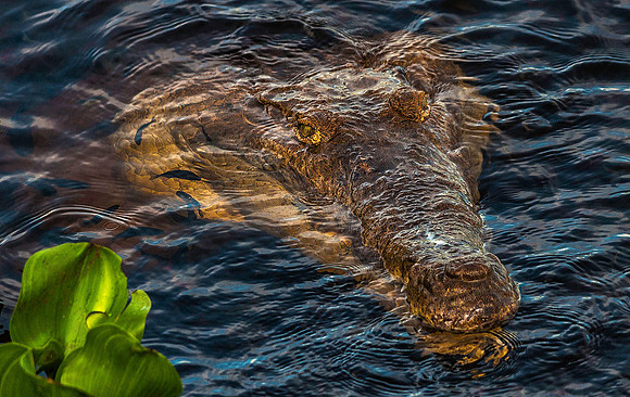 Crocodile, Los Llanos 3081