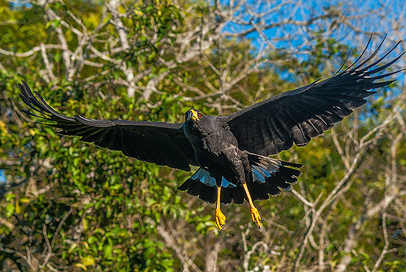 Black Hawk, Los Llanos 3344