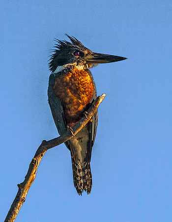 Kingfisher, Los Llanos 3338