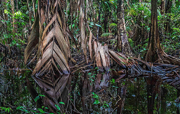 Orinoco Delta Rainforest 03575