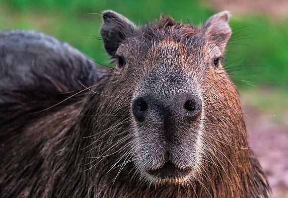 Capybara, Los Llanos 3124