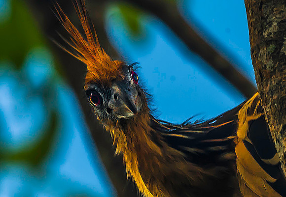Hoatzin, Orinoco Delta 3012