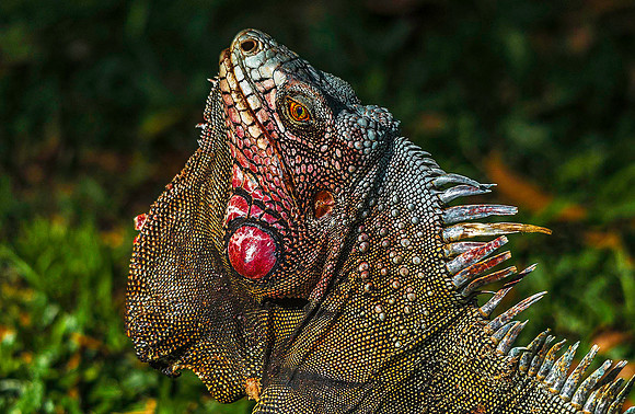 Iguana, Los Llanos 3217