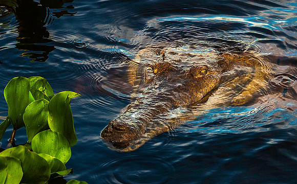 Crocodile, Los Llanos 3080