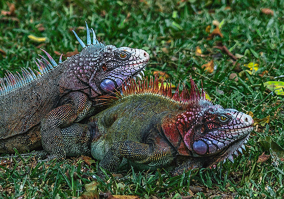 Iguana, Los Llanos 3067
