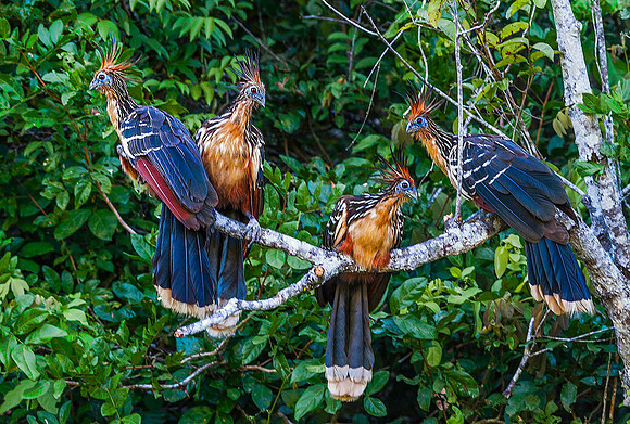 Hoatzin, Orinoco Delta 3358