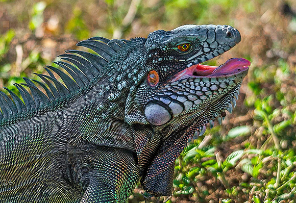 Iguana, Los Llanos 3331