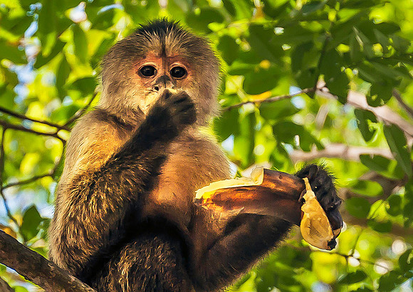 Howler Monkey, Parque Cachamay 2635