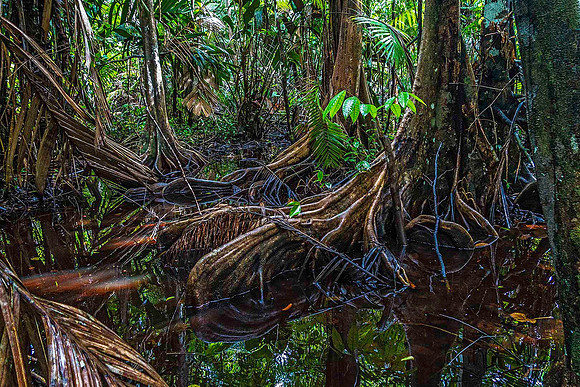 Orinoco Delta Rainforest 03587