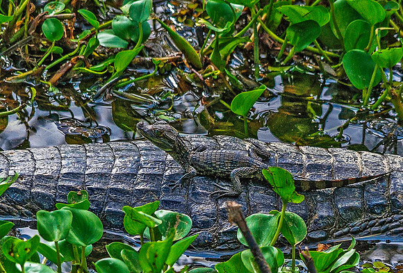 Crocodile, Los Llanos 3190