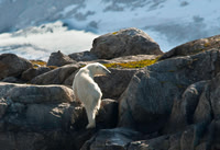 Polar Bear 9736