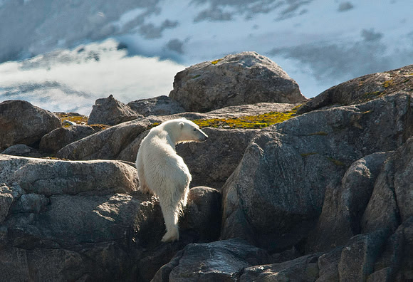 Polar Bear 9736