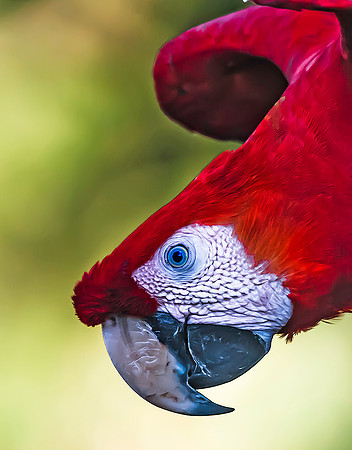 Scarlet Macaw, Los Llanos 3138