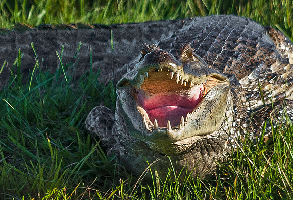 Crocodile, Los Llanos 3259