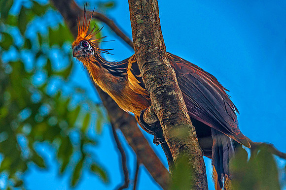 Hoatzin 3011