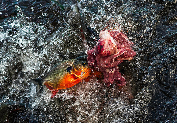 Piraña feeding frenzy, Los Llanos 3086