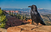 Bryce 09697