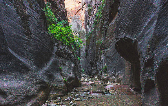 Zion Narrows-Orderville Canyon 09812