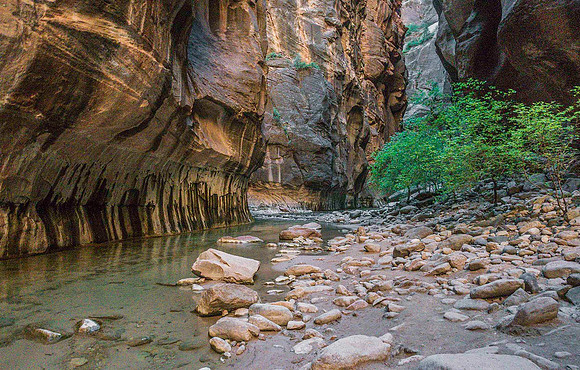 Zion Narrows 09786